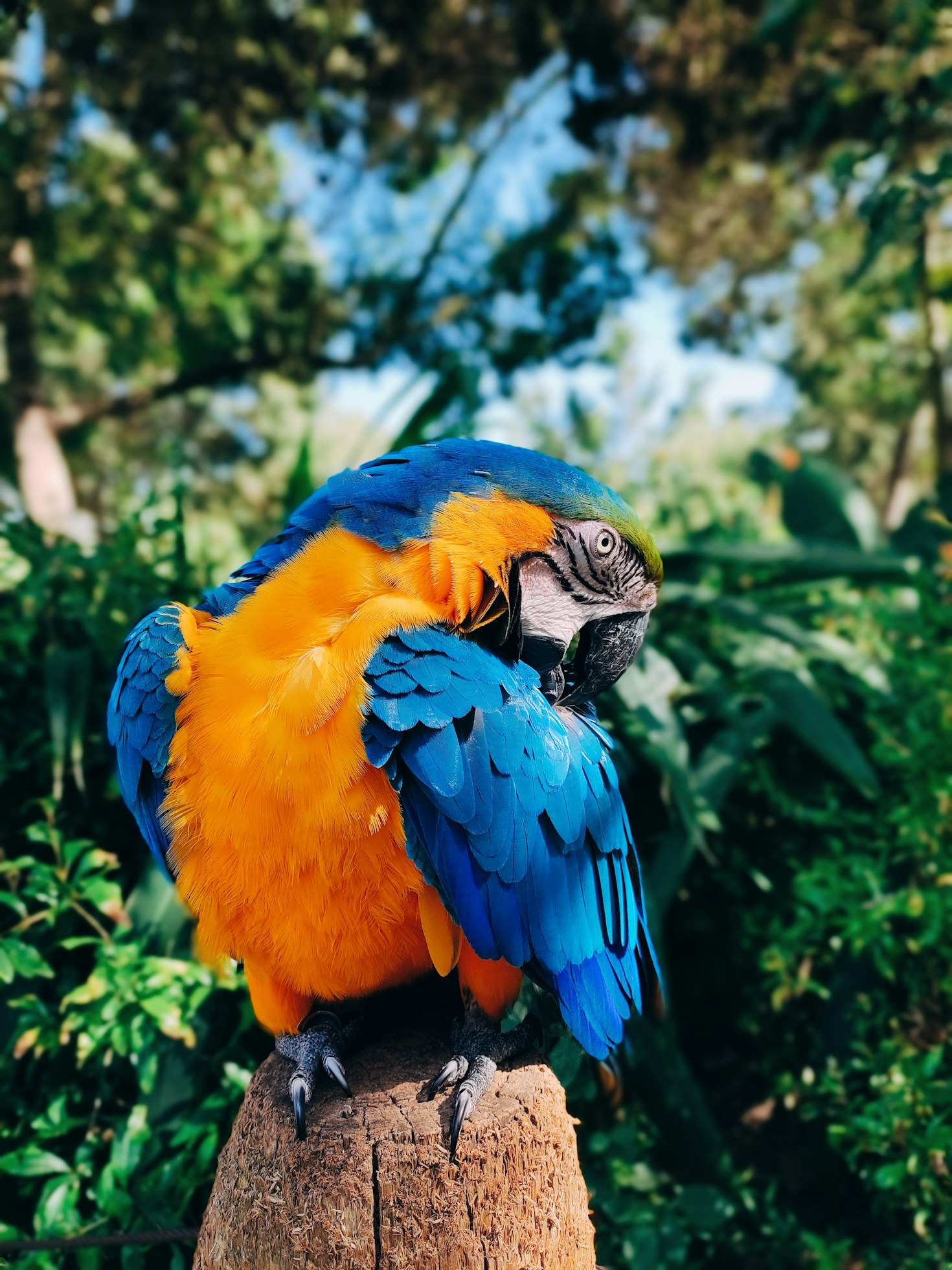 How To Attract Tropical Birds Home