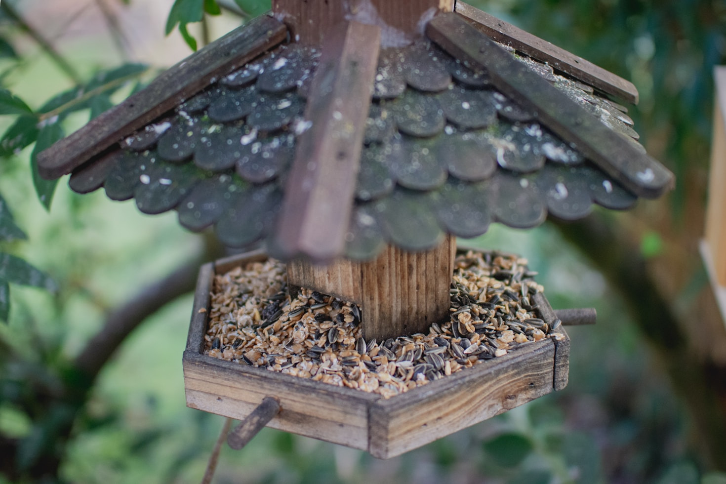 Understanding Complex Bird Calls And Songs
