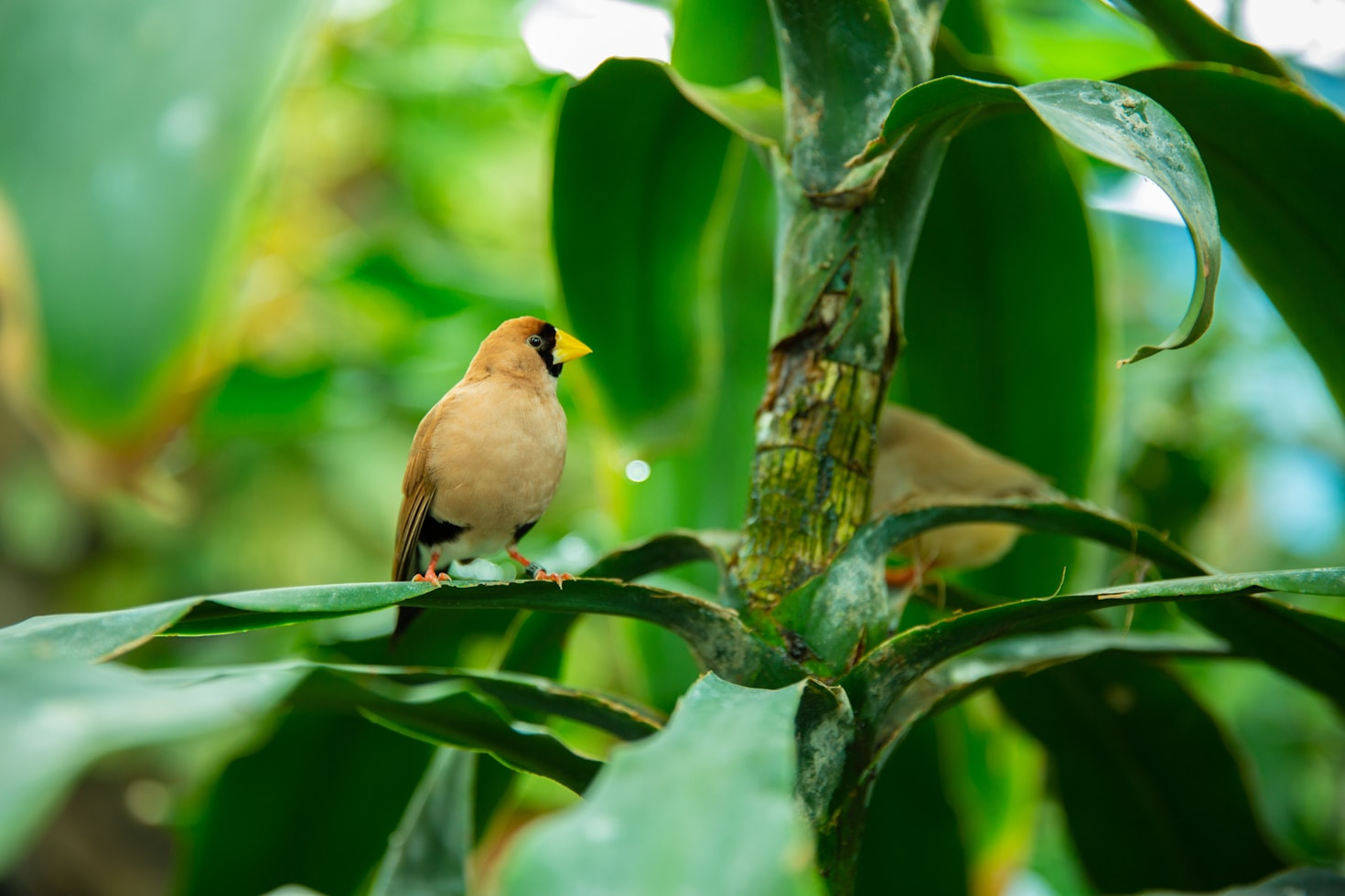 Essential Gear For Budding Bird Watchers