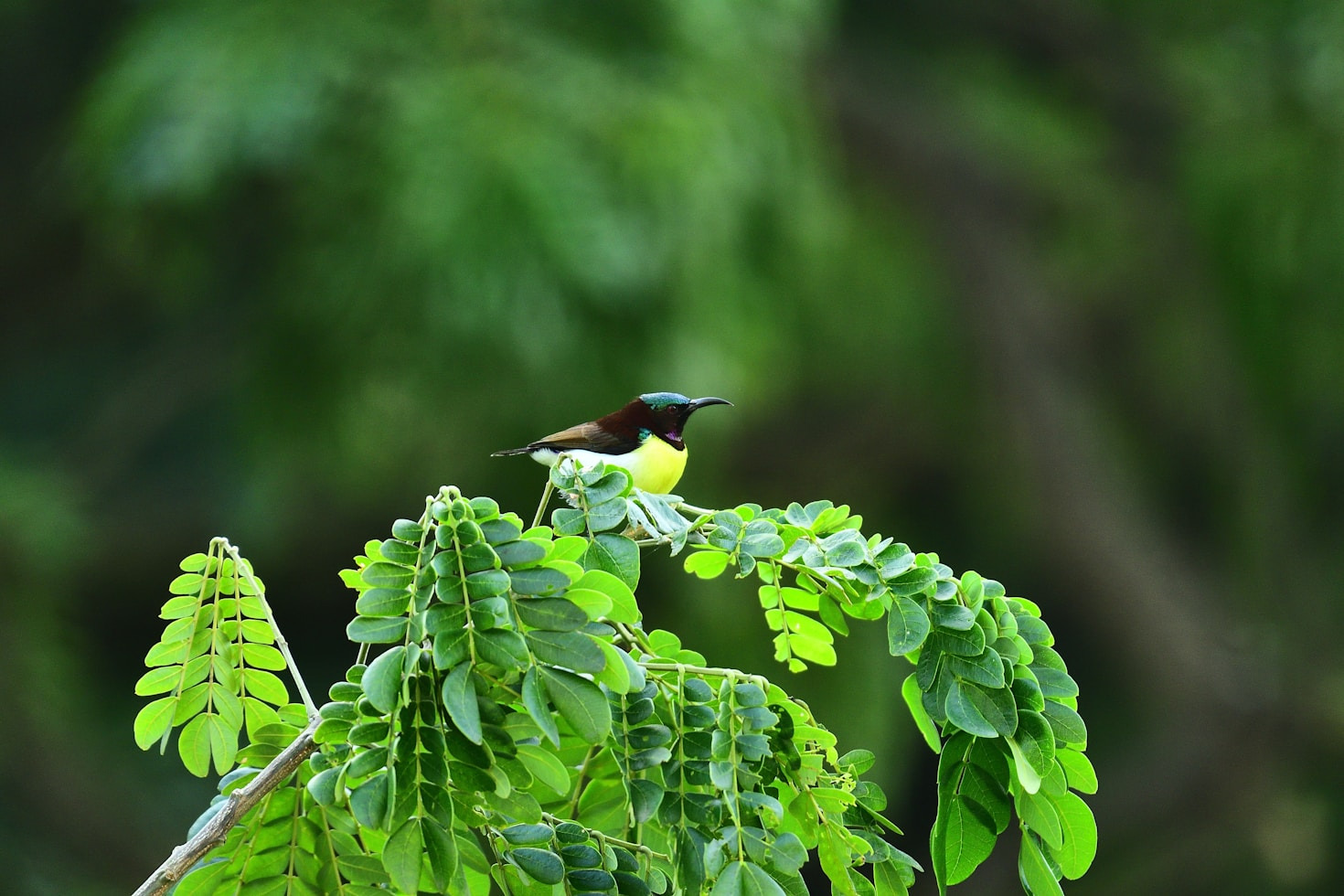 Rare Species Hidden Within The Rainforest